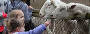 Petting Farm at Farmers Market