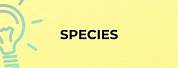 Picture for the Word Species