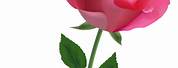 Pink Tea Rose Clip Art