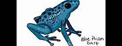 Poison Dart Frog Easy to Draw