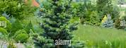 Populus Angustifolia and Abies Lasiocarpa