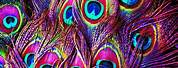 Psychedelic Colorful Peacock Feather Wallpaper