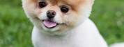Puppy Cutest Dog in the World