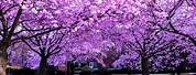Purple Cherry Blossom Tree Aesthetic