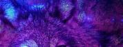 Purple Galaxy Wolf for Gemini