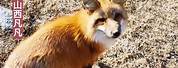 Red Spirt Fox of Wutai Mountain