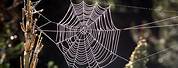 Rozeta Spider Web