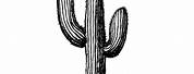 Saguaro Cactus Black and White