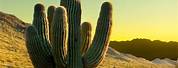 Saguaro Cactus Phoenix Arizona