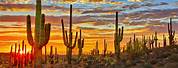Saguaro Cactus Tucson Free Use Images