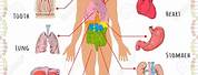 Science Human Body Diagram