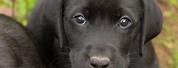 Small Dogs Black Labrador