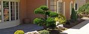 Small Front Yard Japanese Garden Ideas