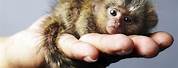 Smallest Monkey Species
