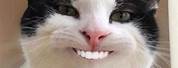 Smiling Cat Human Teeth Meme