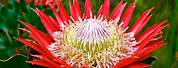 South Africa National Flower