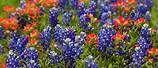 Spring Flowers Texas Wildflowers
