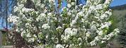 Spring Snow Crabapple Tree Pros and Cons
