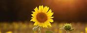 Sunflower Depth Effect iPhone Wallpaper