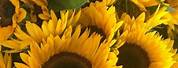 Sunflower iPhone 14 Pro Max Wallpaper