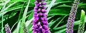 Tall Stemmed Plant with Purple Flower