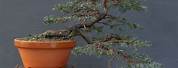 Taxus Baccata Cascade Bonsai