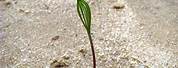 Time-Lapse Pine Tree Seeds Growing