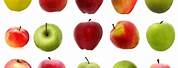 Top 10 Apple Varieties