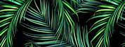 Tropical Palm Tree Leaves Background