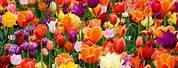 Tulip Flower Garden