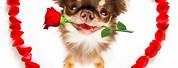 Valentine Gifts for Pets
