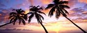 Wallpaper Tropical Sunset Palm Tree