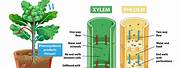 What Is Xylem and Phloem in a Plant