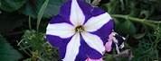 White Flower with Purple Stripes