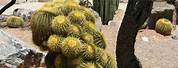 Wild Desert Plants Cactus