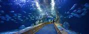 World's Largest Fish Tank