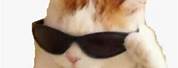Your Welcome Cat in Sunglasses Meme