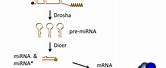 pre-miRNA Structure