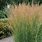 Calamagrostis Grass