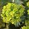 Euphorbia Flower