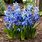 Scilla Blue Flowers