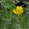 Adonis Vernalis