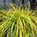 Carex Evergreen