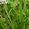 Carex Japonica