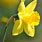Daffodils Sunlight