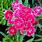 Dianthus Chinensis