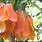 Fritillaria Pamir