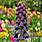 Fritillaria Sorten