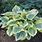 Host a Show Picture of Hosta