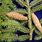 Pinaceae Picea Abies